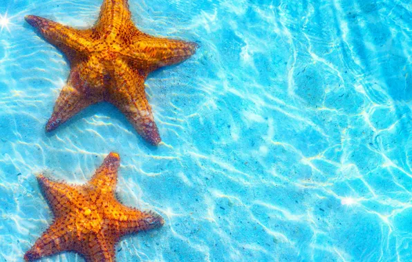Sea, starfish, blue water