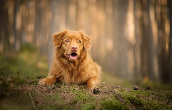 Forest, dog, bokeh, Nova Scotia duck tolling Retriever