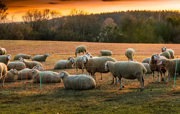 Field, forest, sunset, mesh, sheep, pasture, the fence, flock