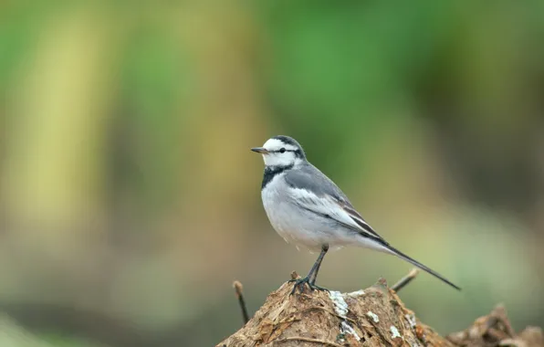 Picture background, blur, bird