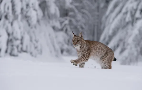 Winter, forest, snow, ate, the snow, lynx, sneaks