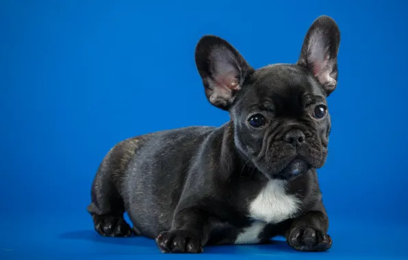 Puppy, breed, French bulldog
