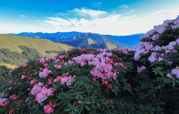 The sky, flowers, mountains, spring, flowering, the bushes, rhododendrons