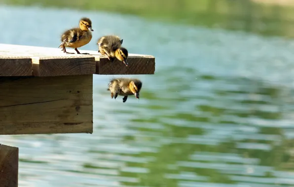 Picture duck, pierce, small, jumping