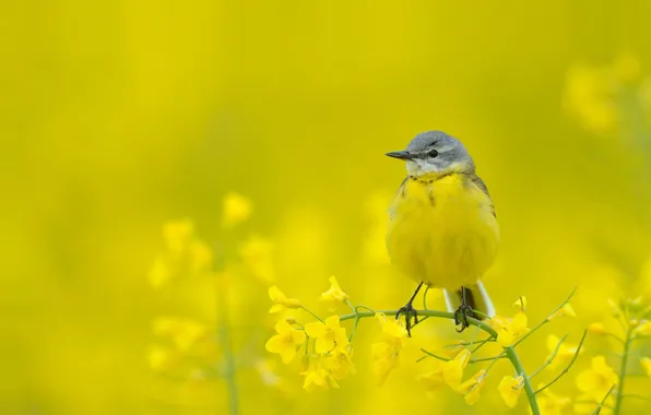 Picture flowers, nature, bird, plant, beak, yellow Wagtail