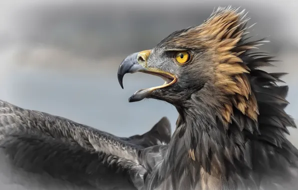 Nature, bird, Aguila Imperial