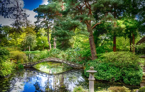 Greens, trees, pond, Park, England, the bridge, the bushes, Tatton Hall