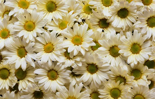 Picture flowers, yellow, white