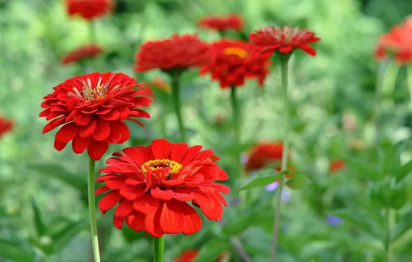 Picture flowers, flowers, red zinnia, red zinnia