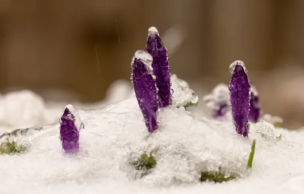 Snow, flowers, nature, spring