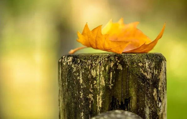 Autumn, leaves, nature