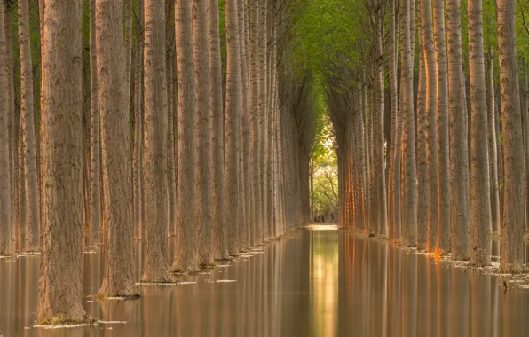 Water, trees, reflection, trees, water, alley, reflection, alley