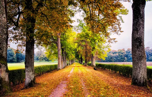 Picture autumn, trees, nature, Park, foliage, Road, alley, the bushes
