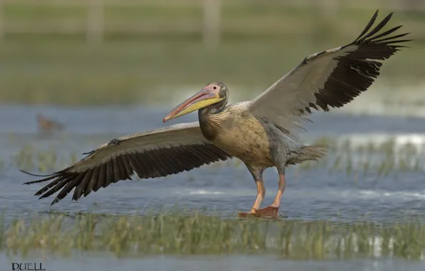Background, bird, Pelican, DUELL ©
