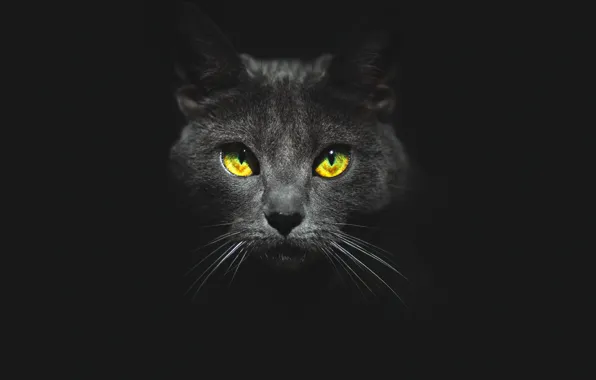 Eyes, cat, look, face, black background, Kote