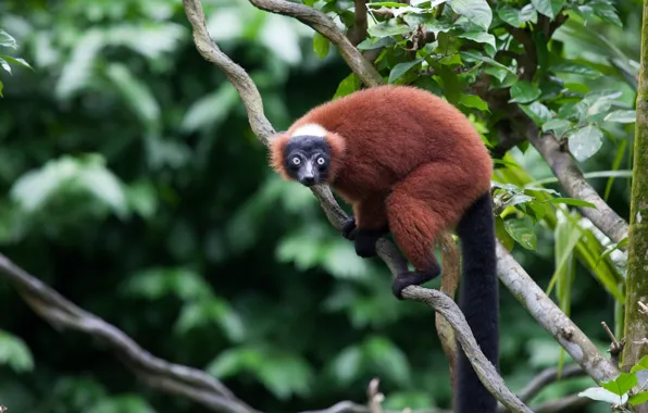 Trees, branches, foliage, lemur, wildlife