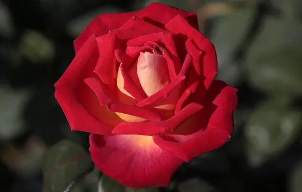 Leaves, flowers, red, background, roses, petals, buds, scarlet