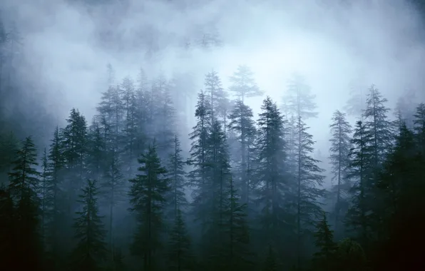 Picture forest, trees, fog