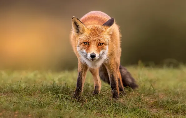 Nature, Fox, beast