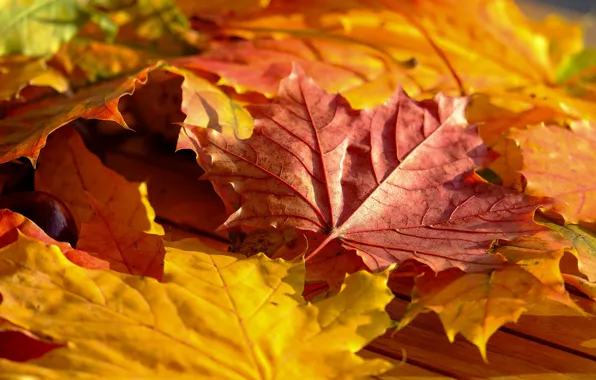 Autumn, leaves, foliage, yellow, maple, bokeh, autumn leaves