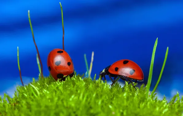 Greens, macro, two, ladybug, moss, bugs, blue background, ladybugs