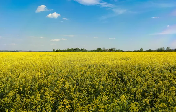 Summer, the sky, flowers, blue, spring, yellow, rape, rapeseed field