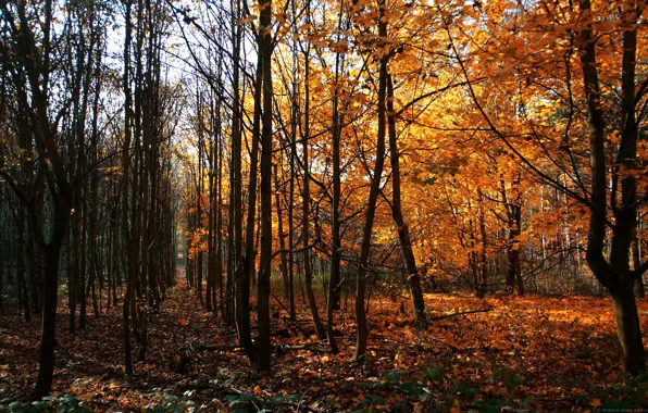 Autumn, Trees, Germany, Way Of Wood