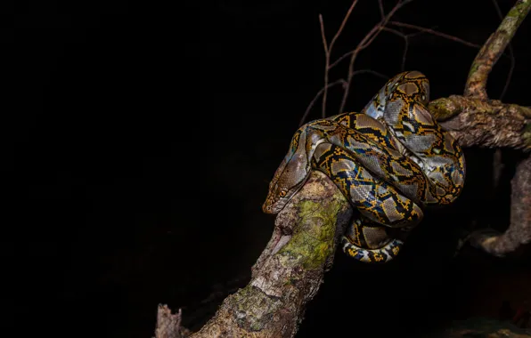 Strips, night, tree, pattern, snake, branch, Python, black background
