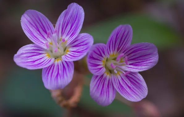 Flowers, nature, plant, petals