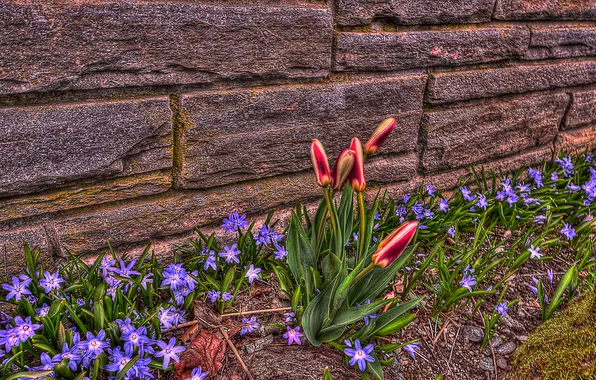 Picture house, Tulip, petals, hdr, yard