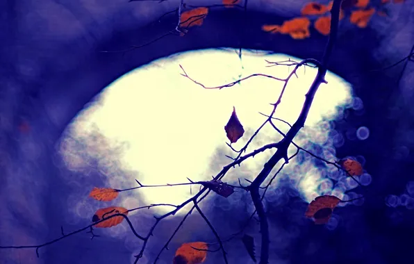 Autumn, leaves, nature, background, color