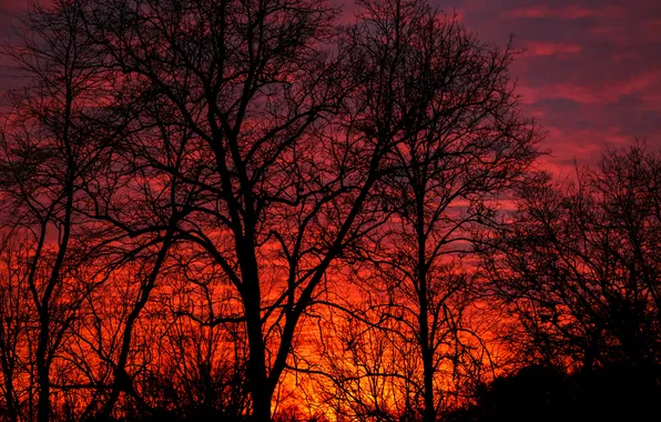 The sky, clouds, trees, silhouette, glow