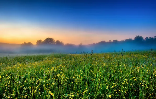 Picture field, landscape, sunset, flowers, fog