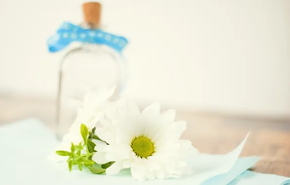 White, flowers, table, bottle, chamomile, petals, blur