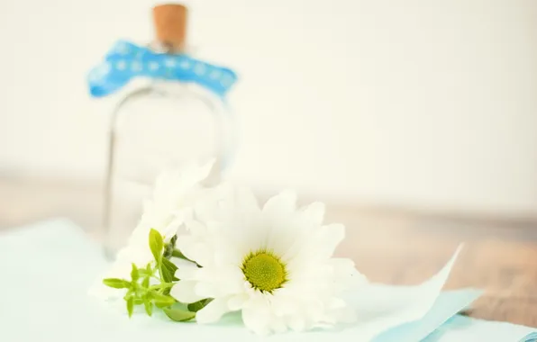 Picture white, flower, table, bottle, petals, blur, Daisy