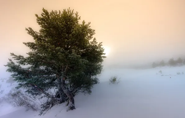Picture winter, landscape, fog, tree