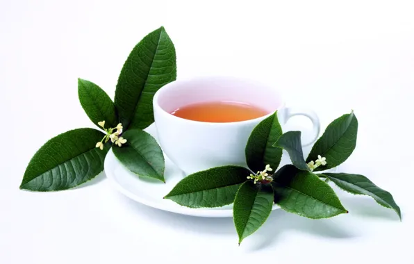 Picture leaves, tea, Cup