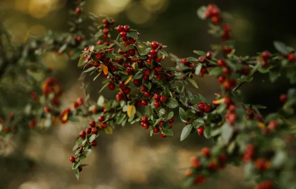 Picture autumn, leaves, branches, red, berries, fruit, bokeh