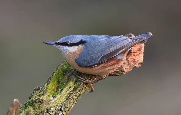 Picture bird, snag, nuthatch