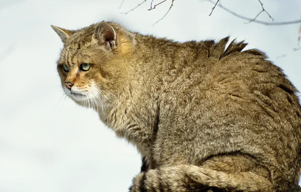 Picture forest, cat, snow, predator, wood, cat, snow, predator