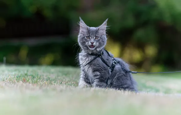 Cat, grass, look, kitty, grey, glade, leash, face