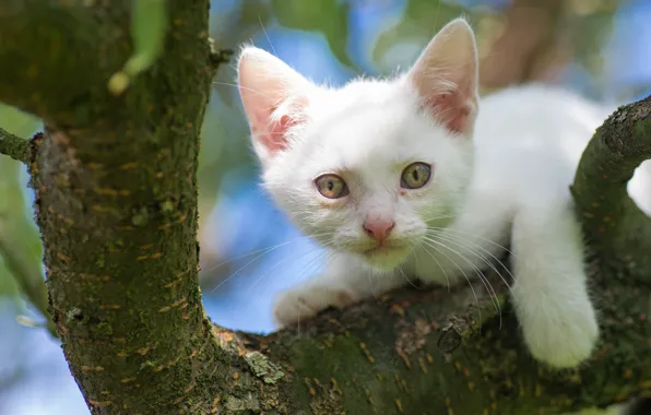 White, look, tree, muzzle, kitty, on the tree