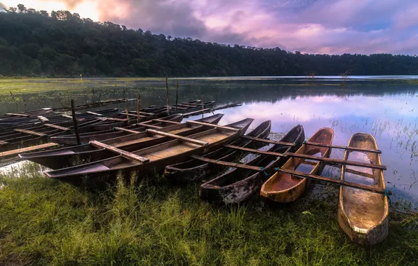 Forest, summer, the sky, grass, water, the sun, clouds, light