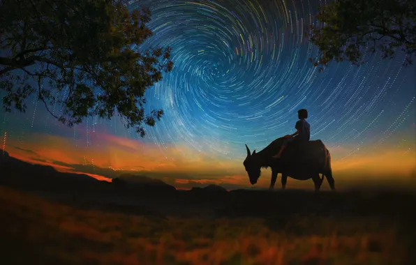 Field, stars, night, branches, nature, hills, foliage, back