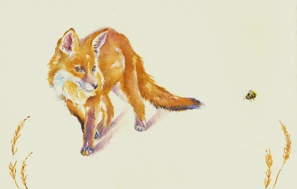 Picture watercolor, Fox, bee, face