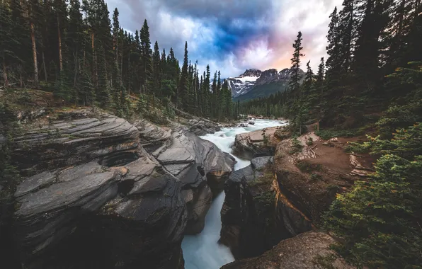 Forest, landscape, river