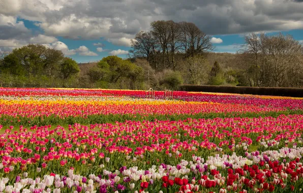Field, forest, the sky, clouds, trees, landscape, flowers, nature
