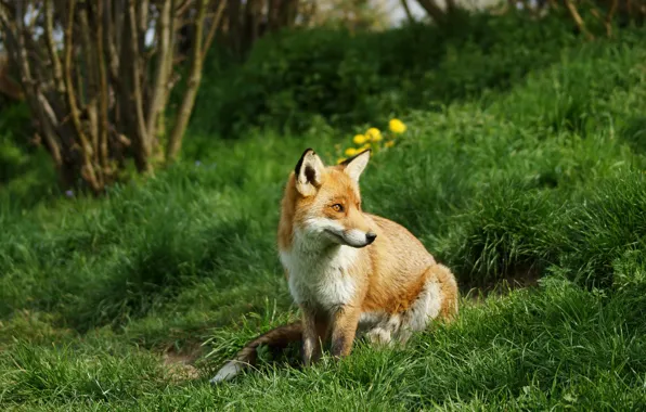 Picture greens, summer, grass, look, nature, pose, slope, Fox