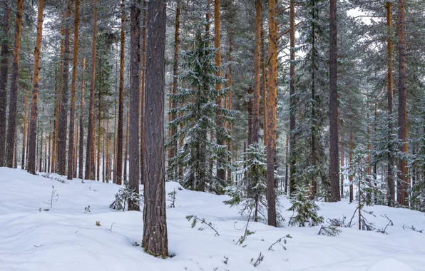 Picture winter, forest, snow, trees, nature, Norway, Hanestad, Rendalen