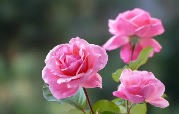 Picture background, roses, trio
